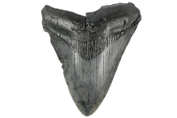 Bargain, Fossil Megalodon Tooth - South Carolina #185241